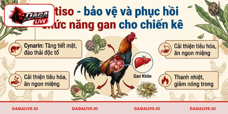 Atiso - bảo vệ và phục hồi chức năng gan cho chiến kê