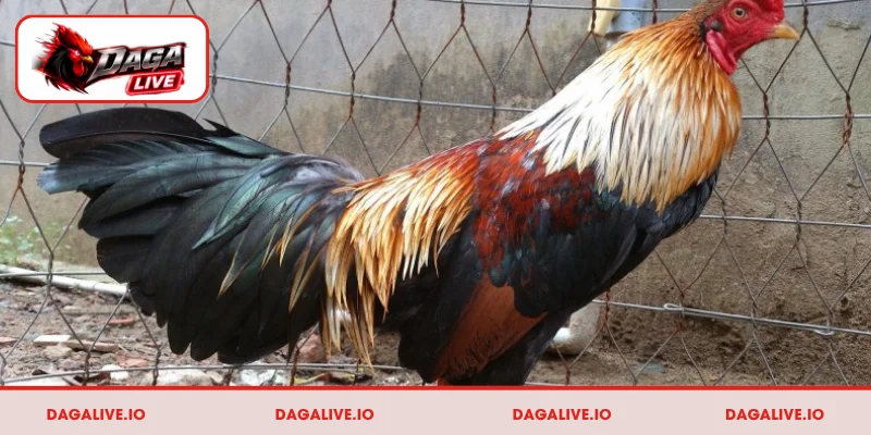 Bật mí 5 cách chọn gà chọi hay qua màu lông chuẩn xác