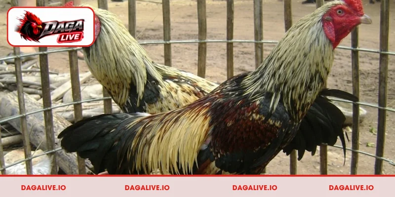 Bí kíp nuôi dưỡng gà nòi Cao Lãnh từ người có kinh nghiệm