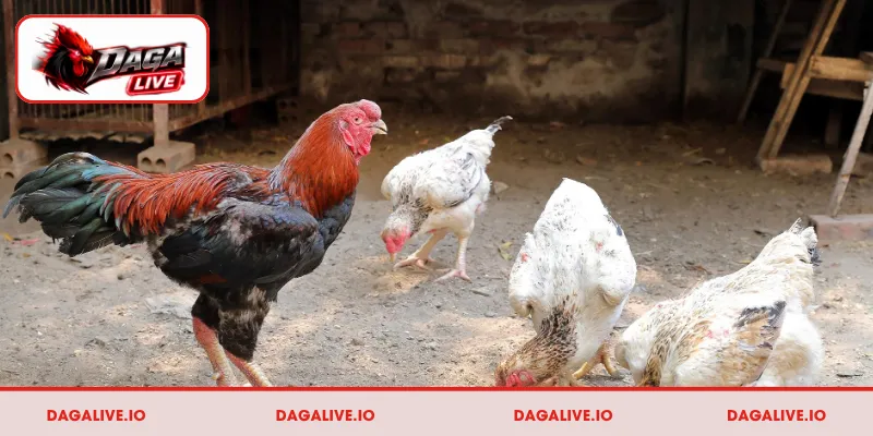 Bí quyết chọn giống gà đá phù hợp với nhu cầu