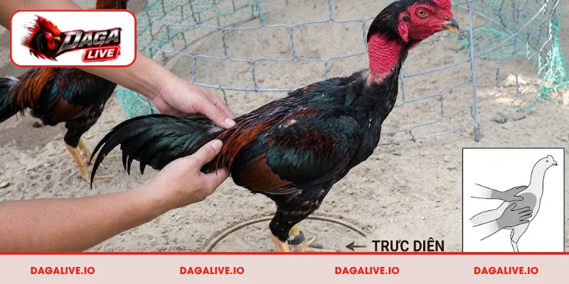 Các bước vần gà chọi đánh đâu thắng đó giúp đạt phong độ cao