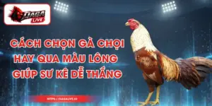 Cách Chọn Gà Chọi Hay Qua Màu Lông Giúp Sư Kê Dễ Thắng