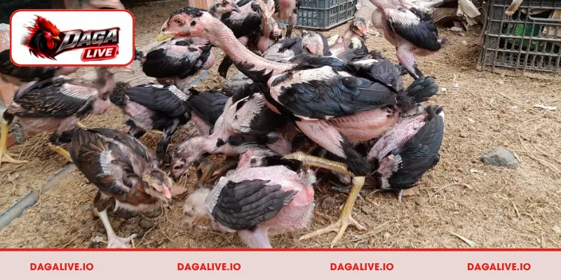 Cách chọn gà chọi tơ chuẩn nhất dựa vào ngoại hình