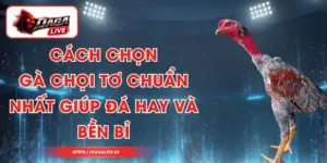 Cách Chọn Gà Chọi Tơ Chuẩn Nhất Giúp Đá Hay Và Bền Bỉ