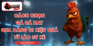 Cách Chọn Gà Đá Hay Qua Dáng Đi Hiệu Quả Từ Lão Sư Kê