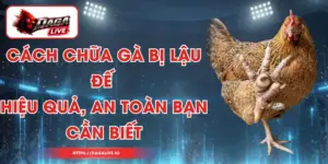 Cách Chữa Gà Bị Lậu Đế Hiệu Quả, An Toàn Bạn Cần Biết