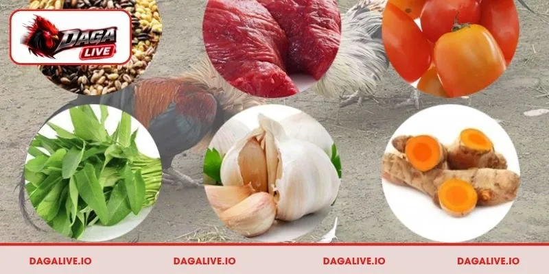 Cách ép cân gà đá hiệu quả bằng chế độ dinh dưỡng khoa học