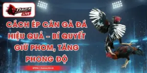 Cách Ép Cân Gà Đá Hiệu Quả – Bí Quyết Giữ Phom, Tăng Phong Độ