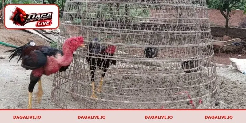 Cách ép cân gà đá hiệu quả qua huấn luyện