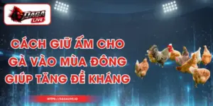 Cách Giữ Ấm Cho Gà Vào Mùa Đông Giúp Tăng Đề Kháng