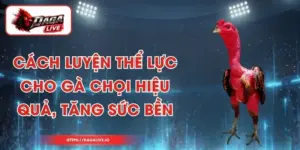Cách Luyện Thể Lực Cho Gà Chọi Hiệu Quả, Tăng Sức Bền