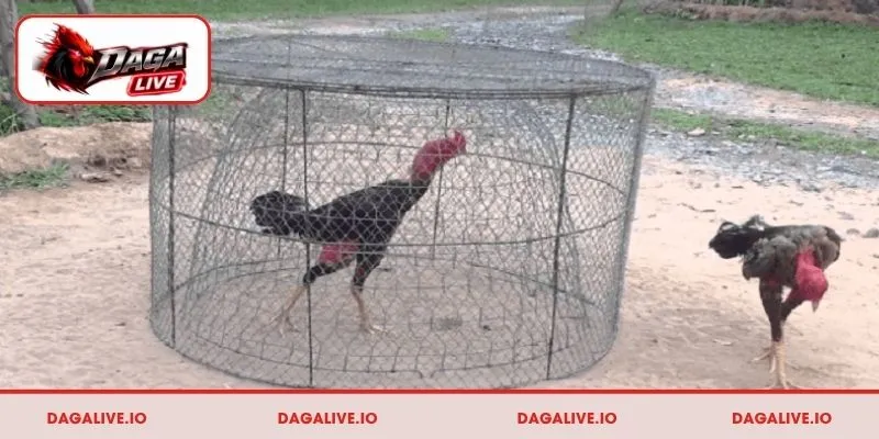 Cách luyện thể lực cho gà chọi hiệu quả