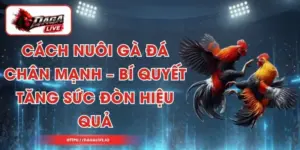 Cách Nuôi Gà Đá Chân Mạnh – Bí Quyết Tăng Sức Đòn Hiệu Quả