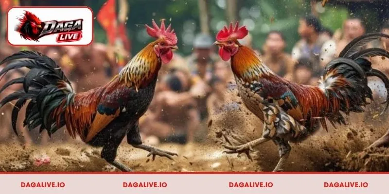 Cách nuôi gà đá chân mạnh nâng cao khả năng ra đòn hiệu quả