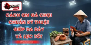 Cách Om Gà Chọi Chuẩn Kỹ Thuật Giúp Da Dày Và Lực Tốt