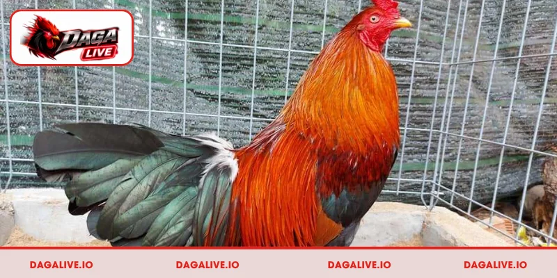 Cách rèn luyện gà Asil đạt phong độ tốt nhất