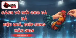 Cách Vô Mồi Cho Gà Đá Hiệu Quả, Giúp Sung Mãn 2026