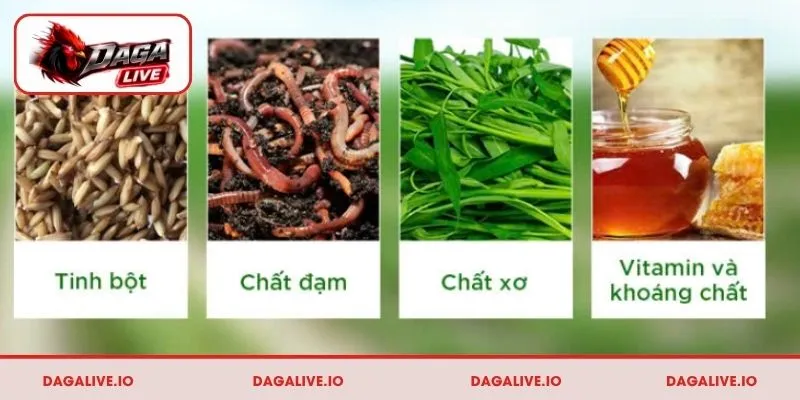 Chế độ dinh dưỡng giúp gà chọi phát triển thể lực