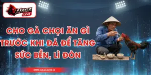 Cho Gà Chọi Ăn Gì Trước Khi Đá Để Tăng Sức Bền, Lì Đòn
