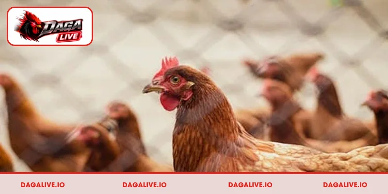 Chọn cách giữ ấm cho gà vào mùa đông từ sư kê