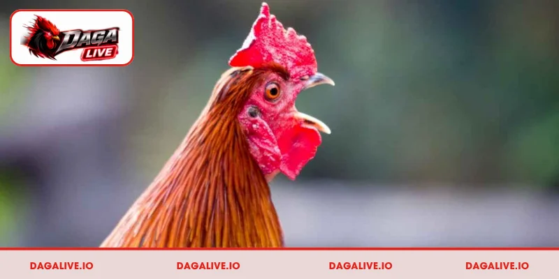 Cơ sở để chọn gà đá hay dựa vào tiếng gáy