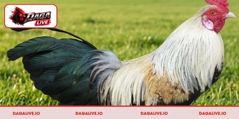 Đặc điểm giúp nhận ra gà nòi Cao Lãnh chính xác