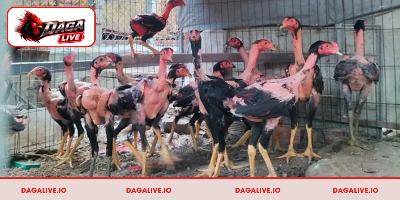 Đánh giá tính cách và thần thái thông qua hành vi