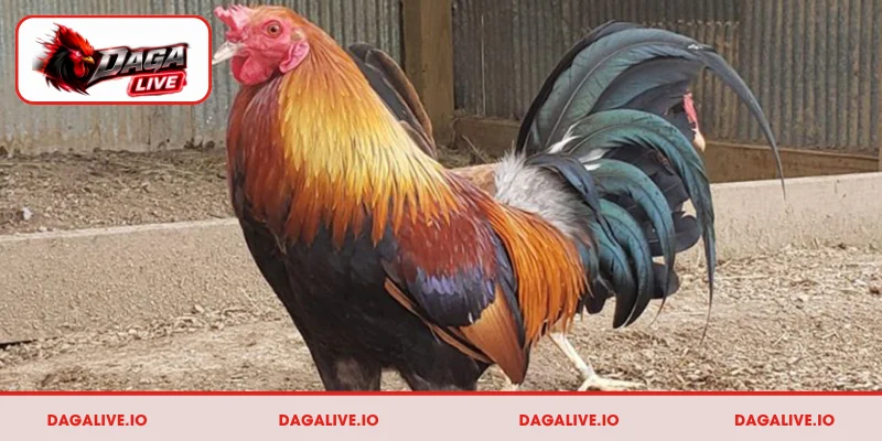 Dấu hiệu nhận biết gà Asil qua đặc điểm ngoại hình