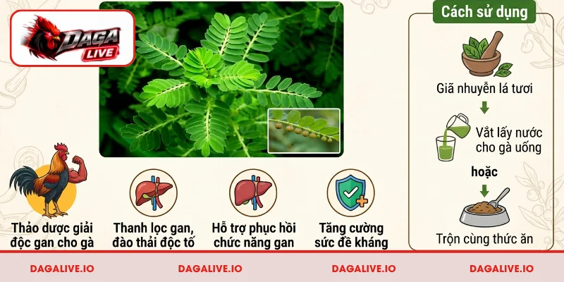 Diệp hạ châu(chó đẻ răng cưa) - giải độc, hỗ trợ chức năng gan