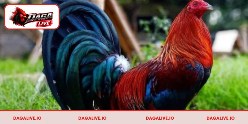 Đôi nét về gà Asil
