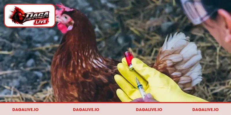 Đôi nét về lịch tiêm vaccine cho gà đá