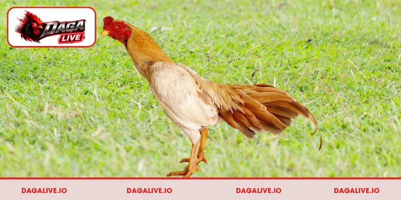 Gà Asil – Biểu tượng sức mạnh bền bỉ và lì đòn