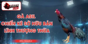 Gà Asil – Chiến Kê Sở Hữu Bản Lĩnh Thượng Thừa