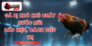 Gà Bị Khò Khè Chảy Nước Mũi - Dấu Hiệu, Cách Điều Trị