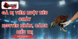 Gà Bị Viêm Ruột Tiêu Chảy - Nguyên Nhân, Cách Điều Trị