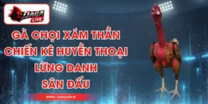 Gà Chọi Xám Thần – Chiến Kê Huyền Thoại Lừng Danh Sân Đấu