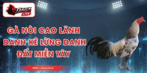 Gà Nòi Cao Lãnh - Danh Kê Lừng Danh Đất Miền Tây