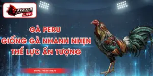 Gà Peru - Giống Gà Nhanh Nhẹn, Thể Lực Ấn Tượng