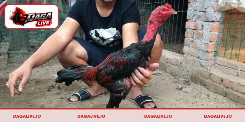 Giới thiệu đôi nét về gà chọi Bình Định