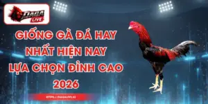 Giống Gà Đá Hay Nhất Hiện Nay – Lựa Chọn Đỉnh Cao 2026