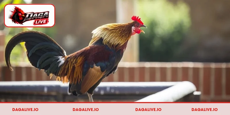 Hé lộ 5 cách chọn gà đá hay qua tiếng gáy từ sư kê