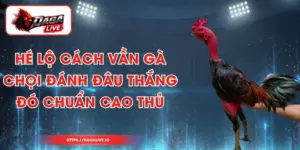 Hé Lộ Cách Vần Gà Chọi Đánh Đâu Thắng Đó Chuẩn Cao Thủ