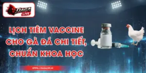 Lịch Tiêm Vaccine Cho Gà Đá Chi Tiết, Chuẩn Khoa Học