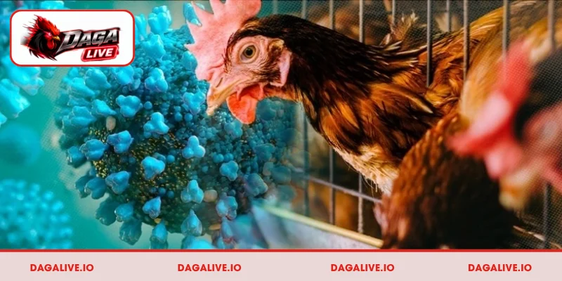 Lịch tiêm vaccine cho gà đá theo từng mốc phát triển