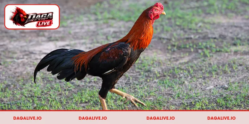 Lý do cần xem vảy khi chọn gà đá