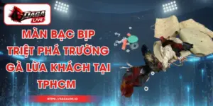 Màn Bạc Bịp - Triệt Phá Trường Gà Lừa Khách Tại TPHCM