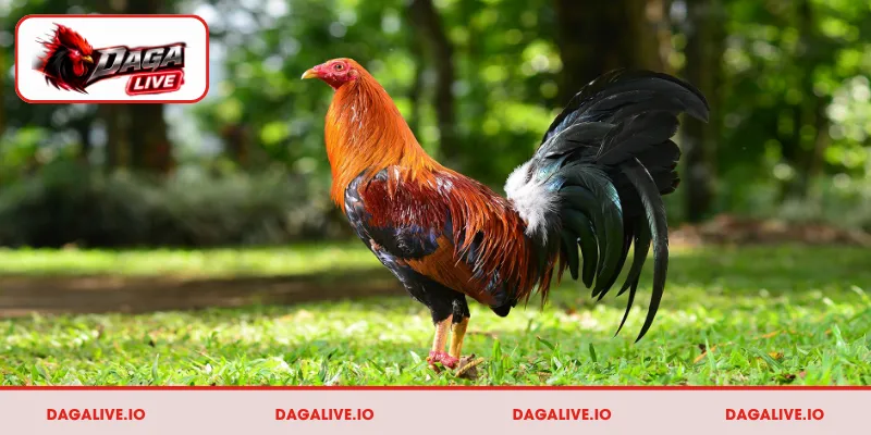 Ngoại hình và lối đá đặc trưng của gà Mỹ