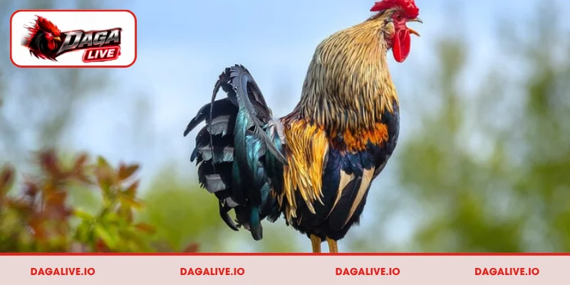 Những điều cần nắm khi chọn gà đá hay qua tiếng gáy