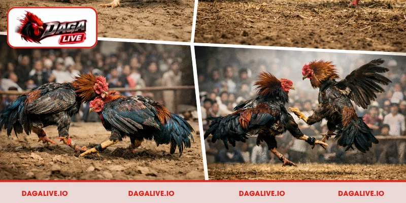 Những kiểu chọi kê được ưa chuộng tại bồ gà Xà Xía