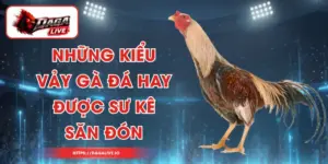 Những Kiểu Vảy Gà Đá Hay Được Sư Kê Săn Đón